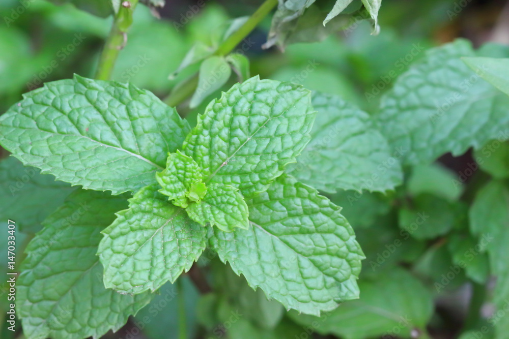Peppermint is a medicinal herb with a beautiful green leaf. Peppermint is a medicinal herb with a beautiful green leaf.