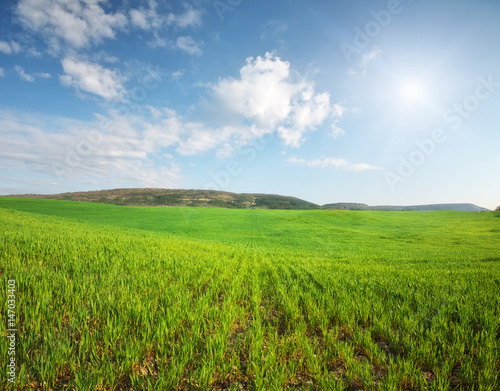 Panorama meadow of wheat.