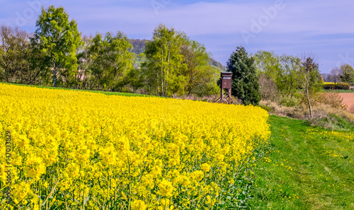 Ein hell leuchtendes Rapsfeld glänzt herrlich an einem warmen Frühlingtag.