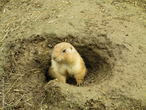 Zoologischer Garten in Brünn, Tschechien photo