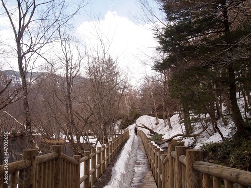 Snowy forest