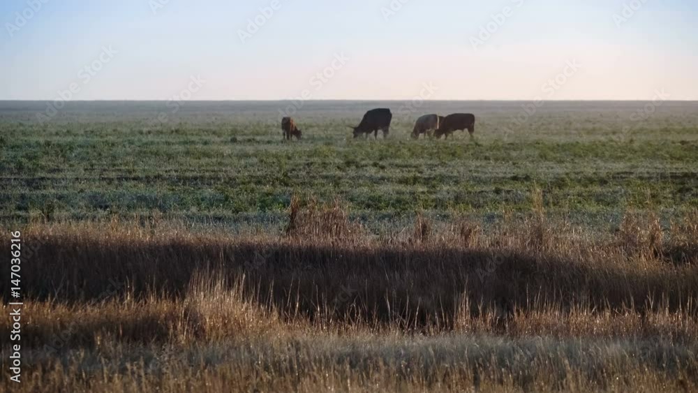 A group of curious cows in summer evening light. A typical rural scene. A group of curious cows in summer evening light. A typical rural scene.