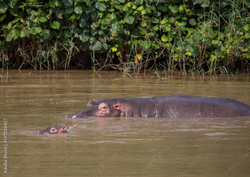 Fototapeta premium Hippopotamus mother with her baby in the water at the ISimangaliso Wetland Park, South Africa