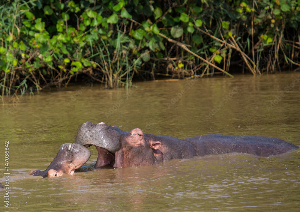 Fototapeta premium Hippopotamus mother kissing with her child in the water at the ISimangaliso Wetland Park, South Africa