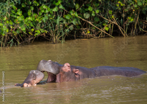 Hippopotamus mother kissing with her child in the water at the ISimangaliso Wetland Park, South Africa