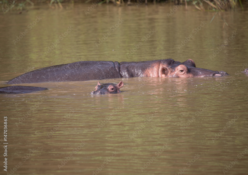 Fototapeta premium Hippopotamus mother with her baby in the water at the ISimangaliso Wetland Park, South Africa