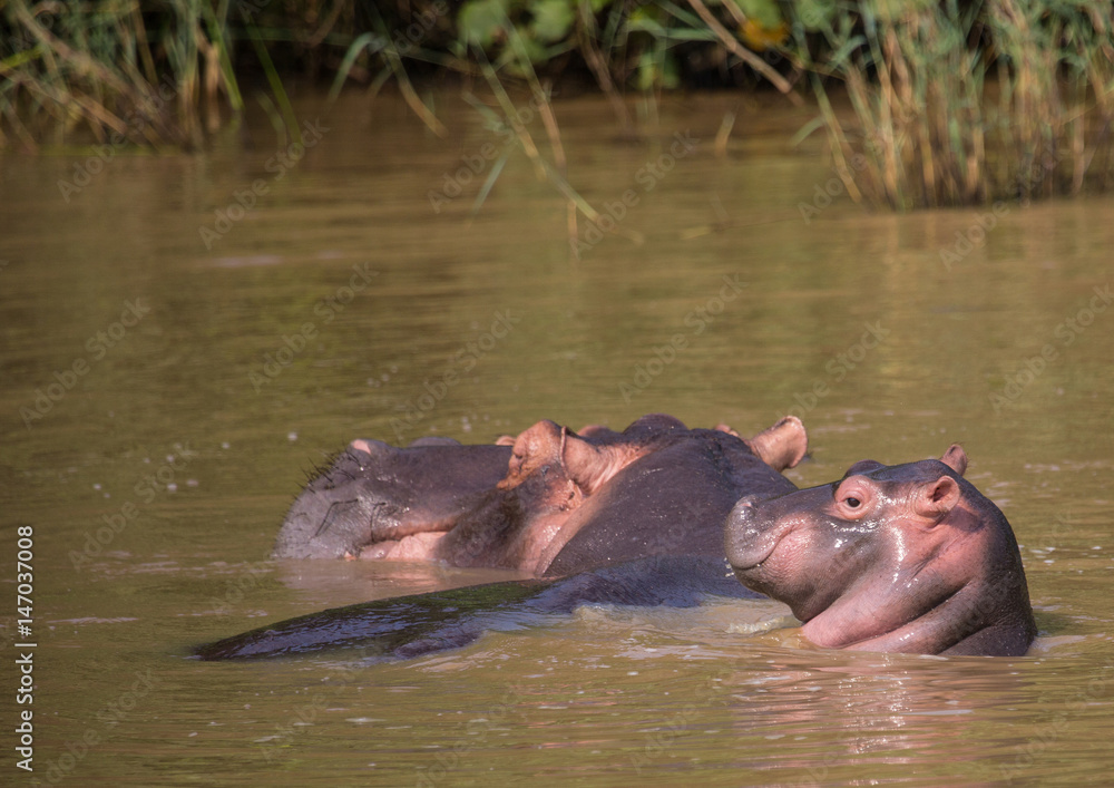 Hippopotamus mother with her baby in the water at the ISimangaliso Wetland Park, South Africa Hippopotamus mother with her baby in the water at the ISimangaliso Wetland Park, South Africa