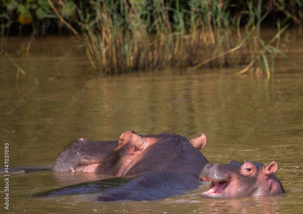 Hippopotamus mother with her baby in the water at the ISimangaliso Wetland Park, South Africa Hippopotamus mother with her baby in the water at the ISimangaliso Wetland Park, South Africa