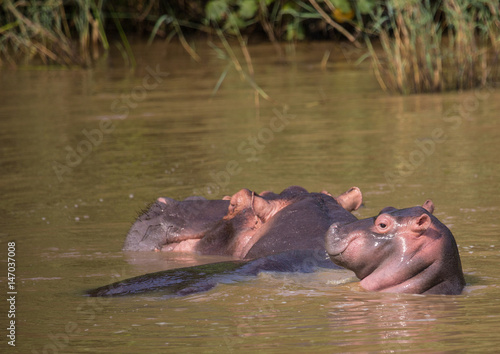 Hippopotamus mother with her baby in the water at the ISimangaliso Wetland Park, South Africa