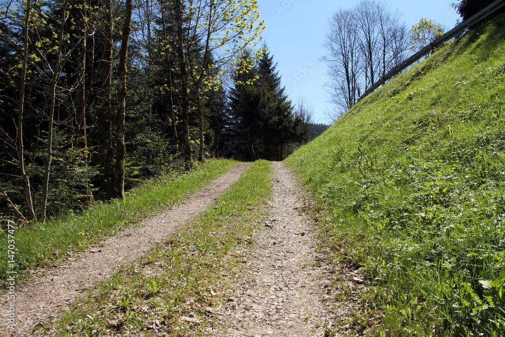 Wanderweg im Schwarzwald