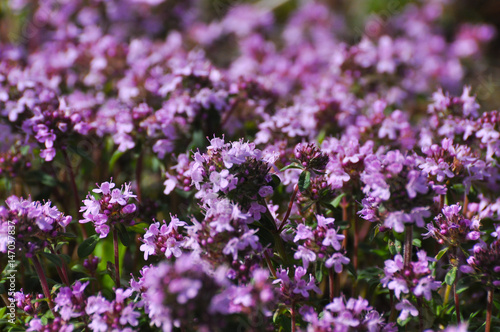 Thymus serpyllum  Breckland thyme  wild thyme or creeping thyme  A beautiful purple soil cover of thyme  a variety of tea  in the wild