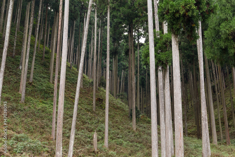 Forest Forest