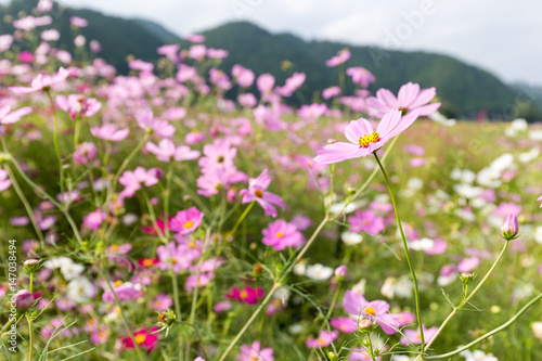 Pink Cosmos flower