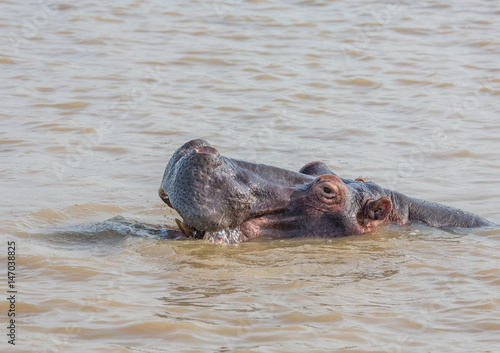 Hippopotamus in the water at the ISimangaliso Wetland Park, South Africa