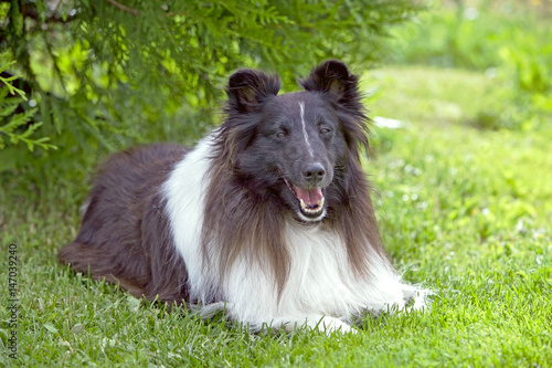 Cuadro en lienzo Shetland Sheepdog resting in grass by bushes.
