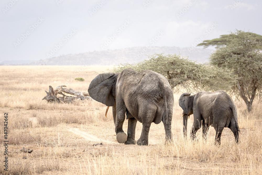 An elephant mom with her cub walk in the African savannah in Tanzania towards the horizon An elephant mom with her cub walk in the African savannah in Tanzania towards the horizon