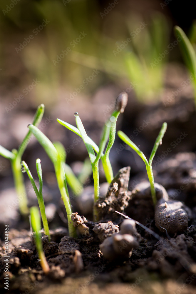 Small plants on the ground in spring Small plants on the ground in spring