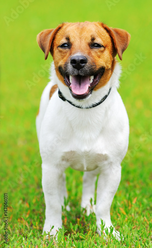 Jack Russell terrier dog
