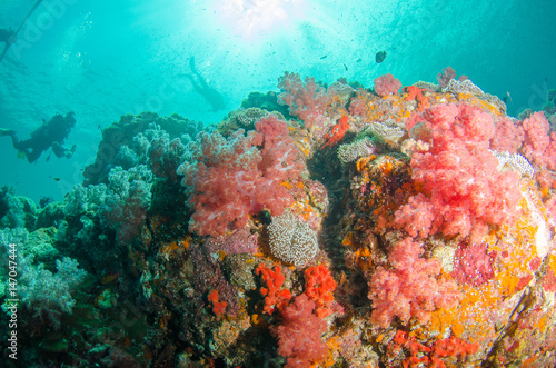 Fototapeta Naklejka Na Ścianę i Meble -  Undersea, Underwater life, fish, shoal, coral