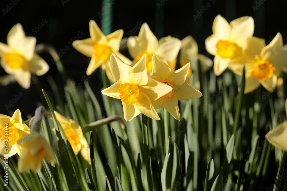 Fototapeta premium daffodils shallow depth of field springtime