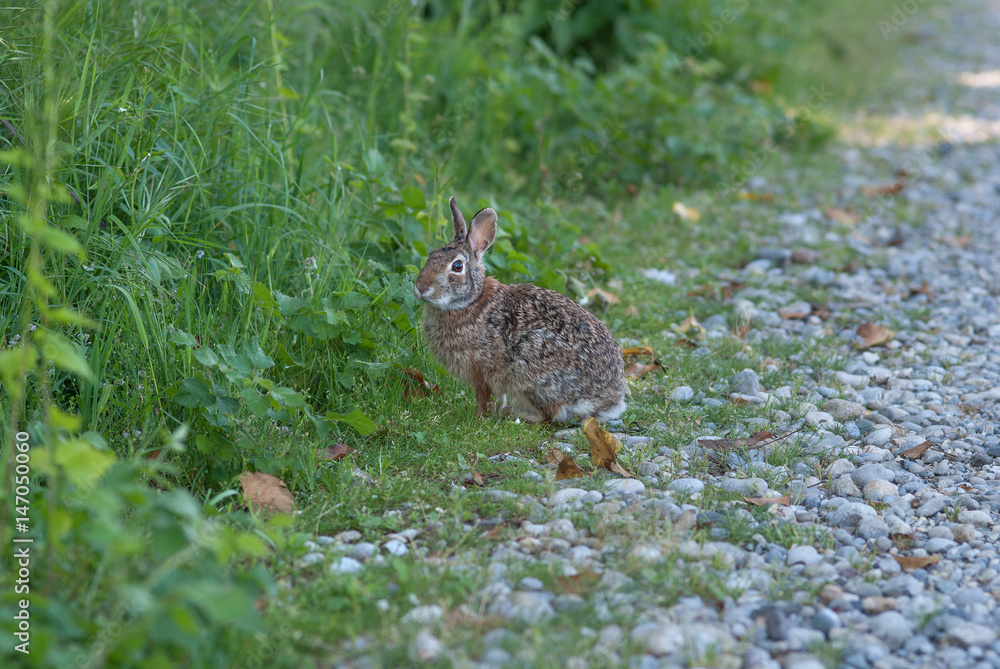 Fototapeta premium Coniglio selvatico