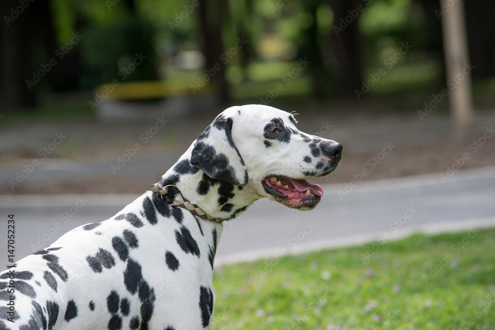 Close-up shot of beautiful Dalmatian dog Close-up shot of beautiful Dalmatian dog