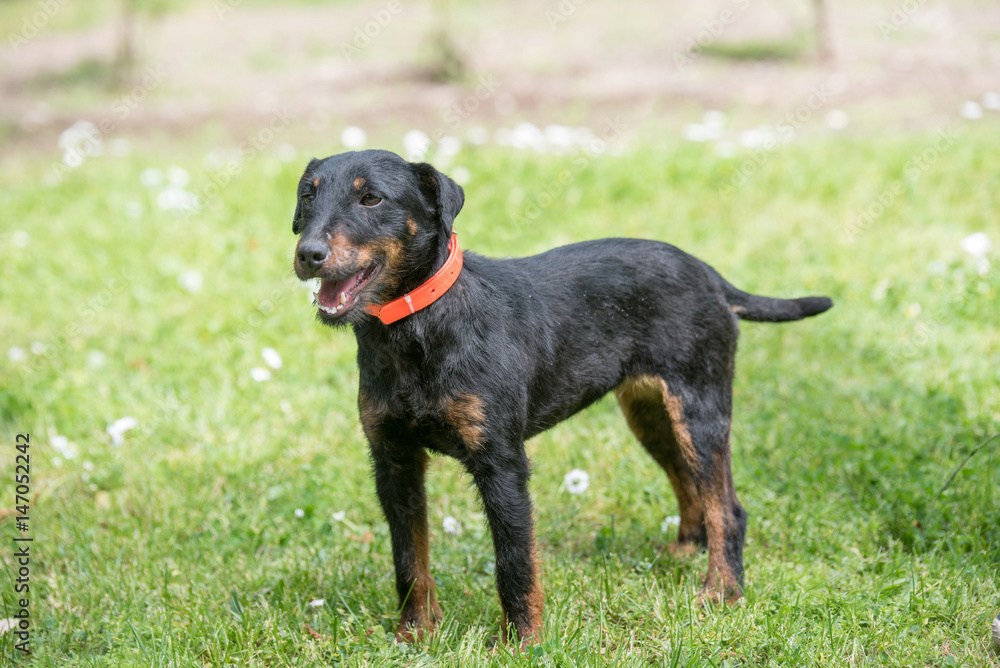 German Hunting Terrier in the spring garden German Hunting Terrier in the spring garden