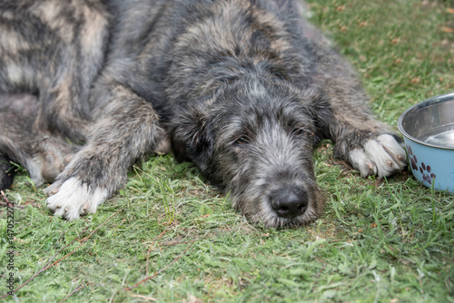 Irish Wolfhound dog lying on the grass photo