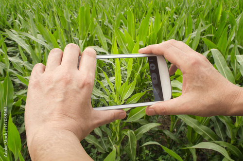 Agronomist is taking photo of the green corn field. Agricultural business concept.