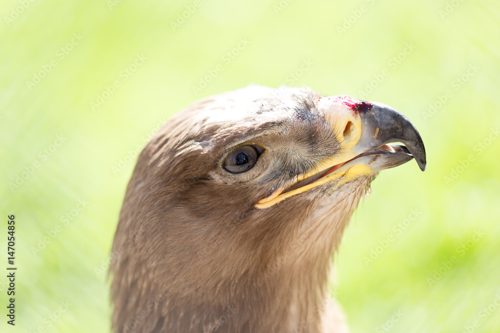 Portrait of an eagle in a park Portrait of an eagle in a park