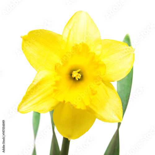 Yellow daffodil flower isolated on white background. Flat lay  top view