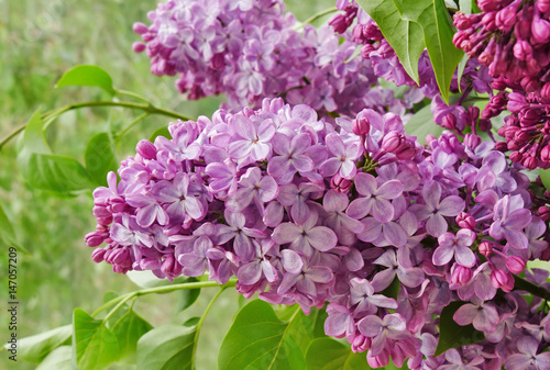 Lilac flowers (Syringa vulgaris) brabches outdoors