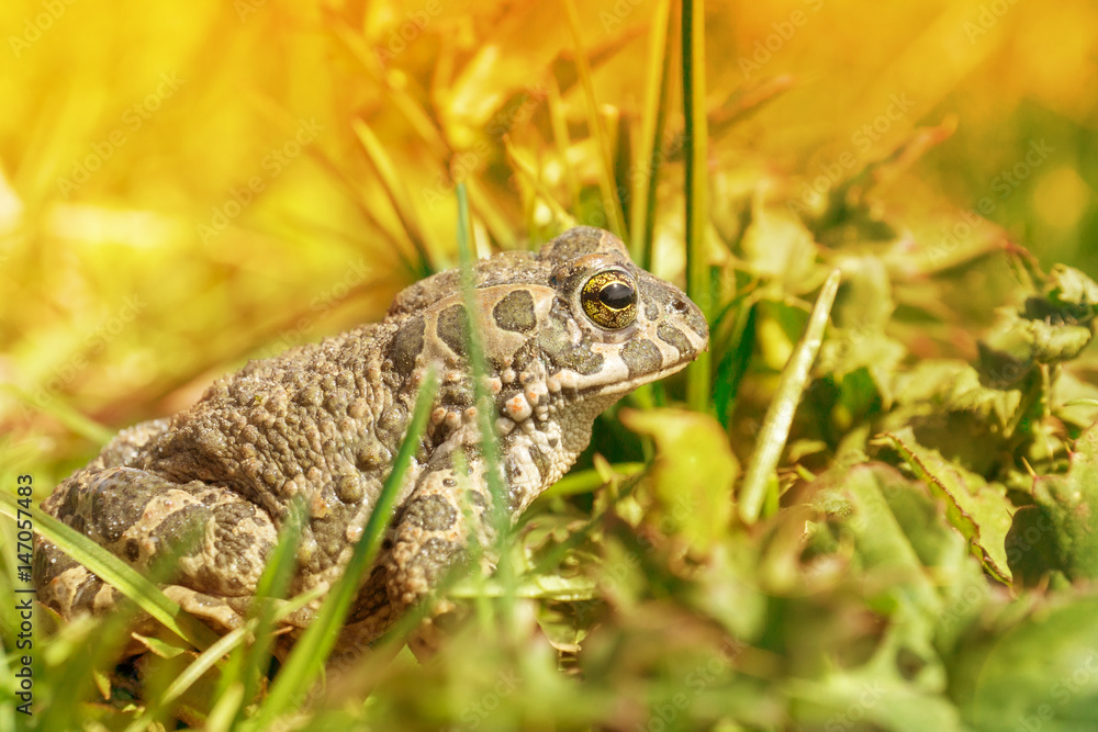 Obraz premium frog on the grass