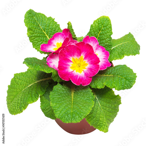 Pink primrose flowers isolated on white background. Flat lay, top view