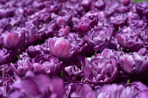Purple tulips at Istanbul Goztepe Freedom Park, Turkey
