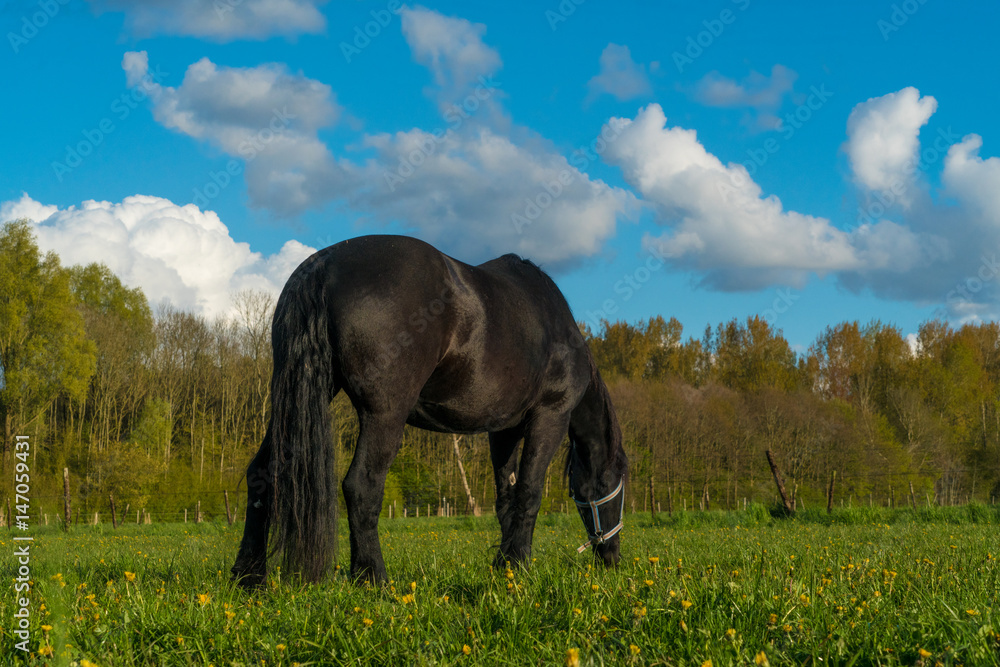 Fototapeta premium beautiful Black Fresian horse on dutch field