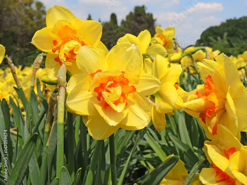 Fototapeta Naklejka Na Ścianę i Meble -  Narcissus in full bloom at spring time