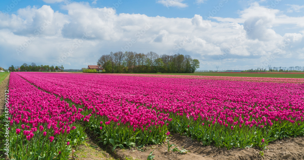 Pink tulips in Dutch field