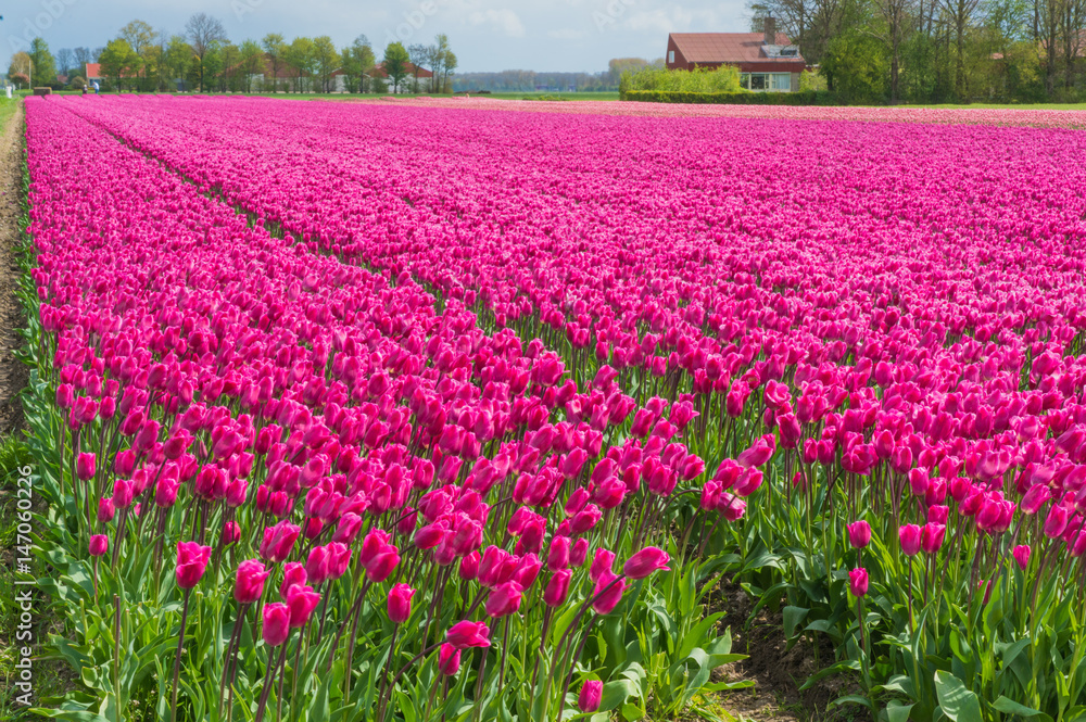 Pink tulips in Dutch field