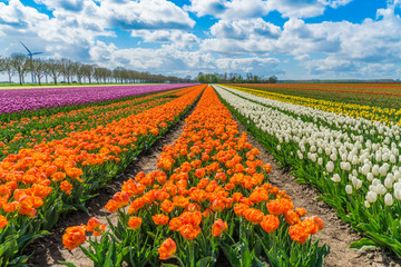 Wandcirkels Tulp Kleurige tulpenakker in Nederland  © ivoderooij