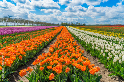 Fototapeta Naklejka Na Ścianę i Meble -  Field with colorful tulips in the Netherlands