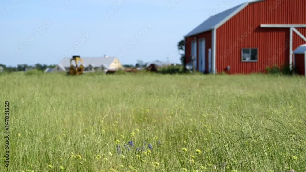 Nice establishing shot of grass and wildflowers swaying in the wind with a big red barn out of focus in the background Nice establishing shot of grass and wildflowers swaying in the wind with a big red barn out of focus in the background