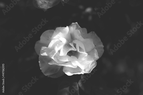 Fiore in bianco e nero