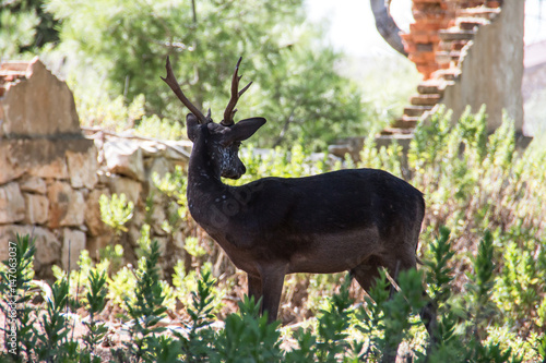 Hirsch in Kroatien 3