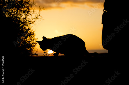 Fototapeta Naklejka Na Ścianę i Meble -  Silhouette einer Katze im Sonnenuntergang