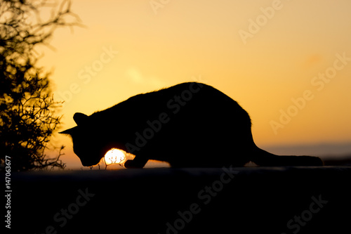 Silhouette einer Katze im Sonnenuntergang..Natur auf Gran Canaria, 21.04.17