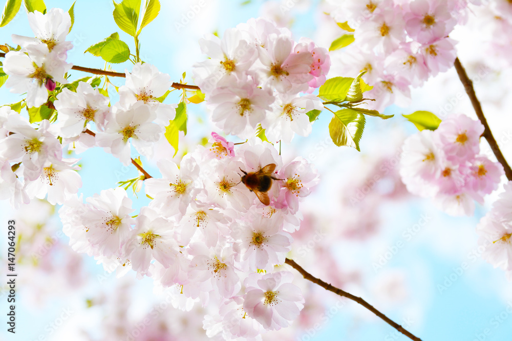 Flower ornamental cherry with spring atmosphere and blue sky Flower ornamental cherry with spring atmosphere and blue sky