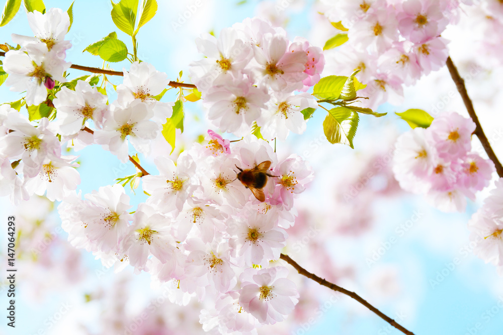  Flower ornamental cherry with spring atmosphere and blue sky