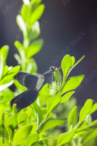 dragonfly photo