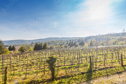 Vineyard landscape in the spring season